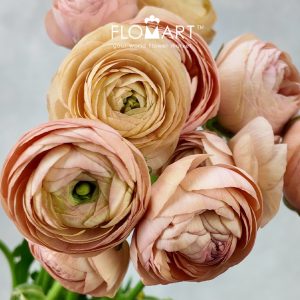 Ranunculus Elegance Peach - Image 2