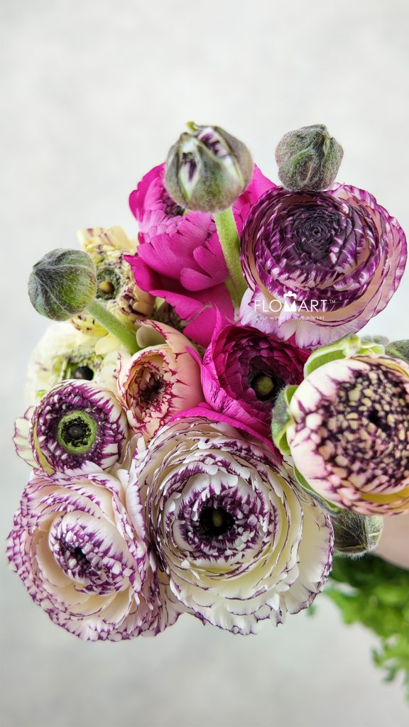 Ranunculus Elegance Rainbow
