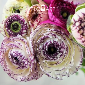 Ranunculus Elegance Rainbow - Image 2