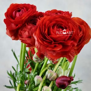 Ranunculus Elegance Red