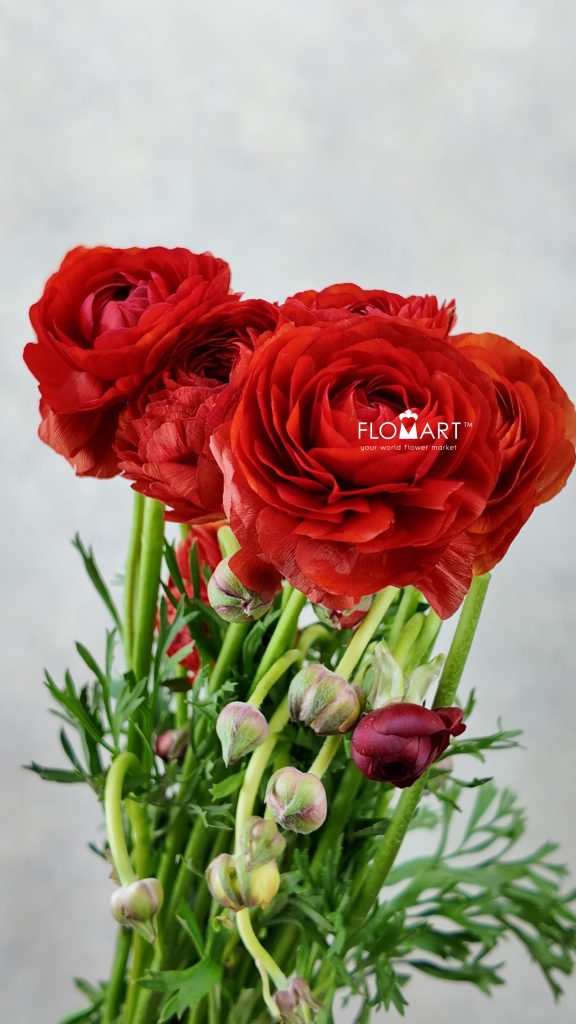Ranunculus Elegance Red