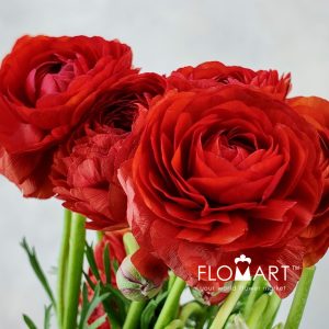 Ranunculus Elegance Red - Image 2
