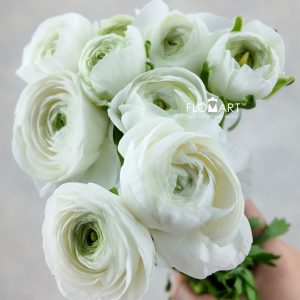 Ranunculus Elegance White