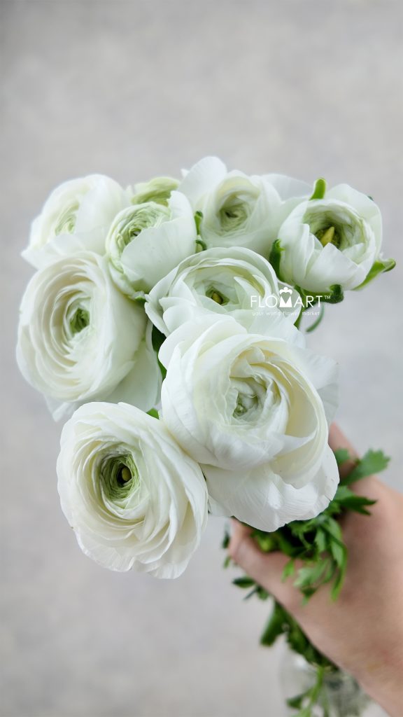 Ranunculus Elegance White