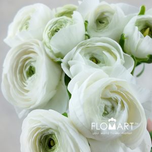 Ranunculus Elegance White - Image 2