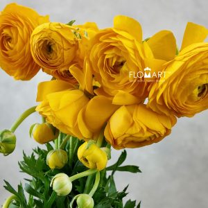 Ranunculus Elegance Yellow