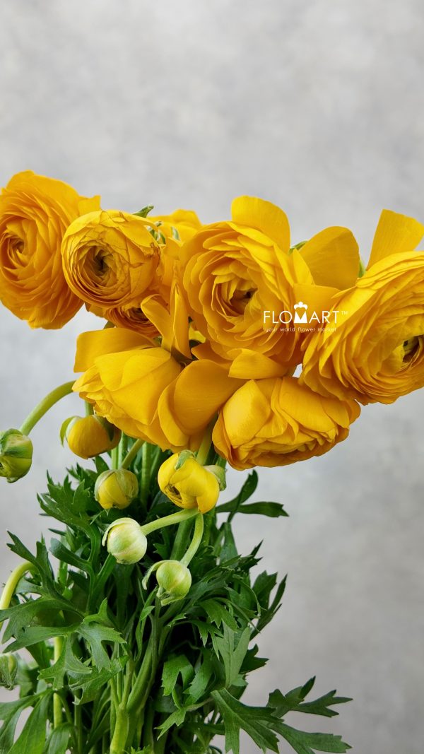 Ranunculus Elegance Yellow