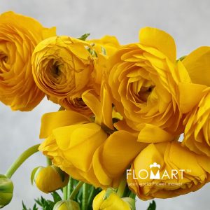 Ranunculus Elegance Yellow - Image 2