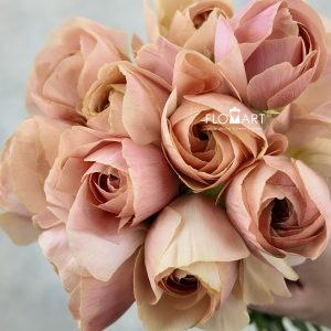 Ranunculus Emi Select