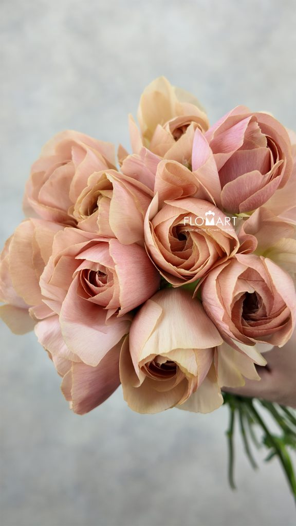 Ranunculus Emi