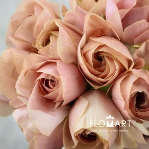 Ranunculus Emi - Image 2