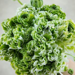 Ranunculus Fairyland White