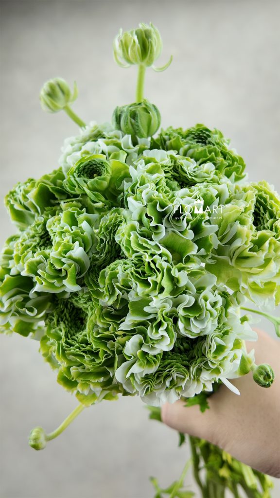 Ranunculus Fairyland White