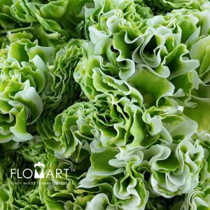 Ranunculus Fairyland White - Image 2