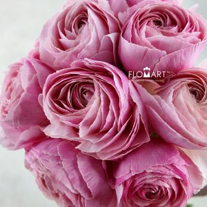Ranunculus Ferrand Select