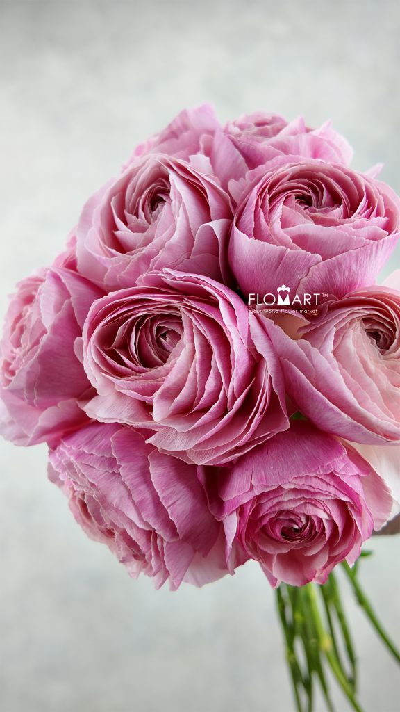Ranunculus Ferrand