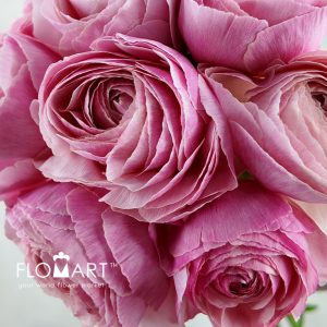Ranunculus Ferrand - Image 2