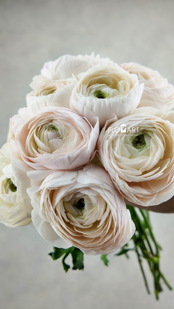 Ranunculus Fuwa Fuwa