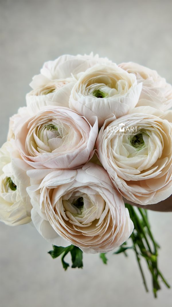 Ranunculus Fuwa Fuwa Select Ranunculus Fuwa Fuwa