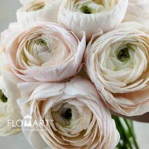 Ranunculus Fuwa Fuwa - Image 2
