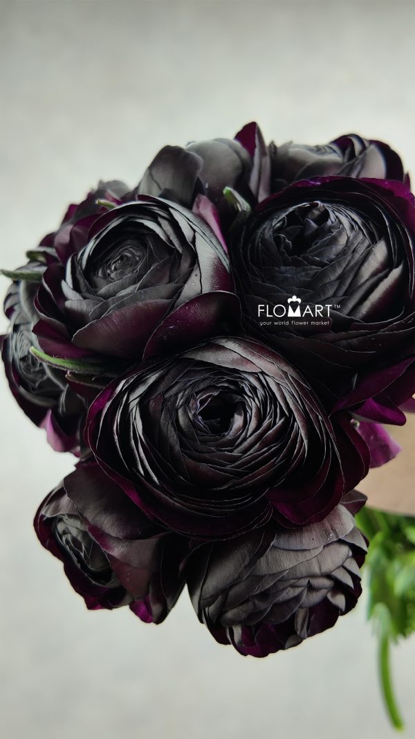 Ranunculus Girtab