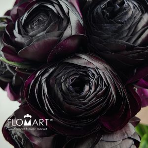 Ranunculus Girtab - Image 2