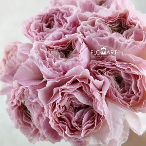 Ranunculus Hira Hira Select