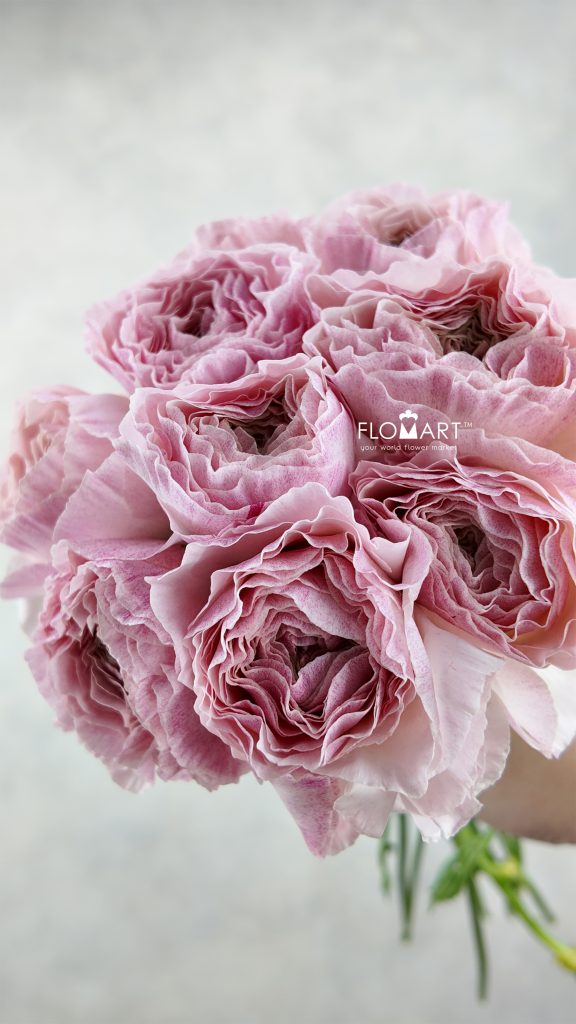Ranunculus Hira Hira