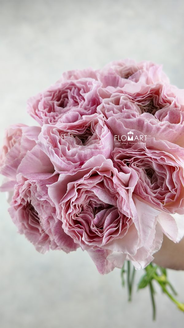 Ranunculus Hira Hira Select Ranunculus Hira Hira Select