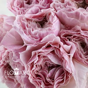 Ranunculus Hira Hira - Image 2