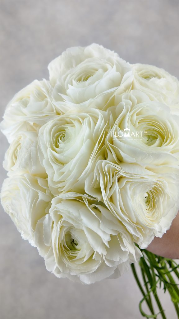 Ranunculus Kirameki