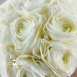 Ranunculus Kirameki - Image 2