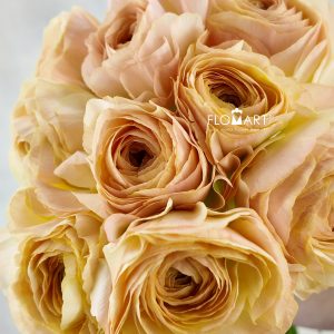 Ranunculus M Beige Select