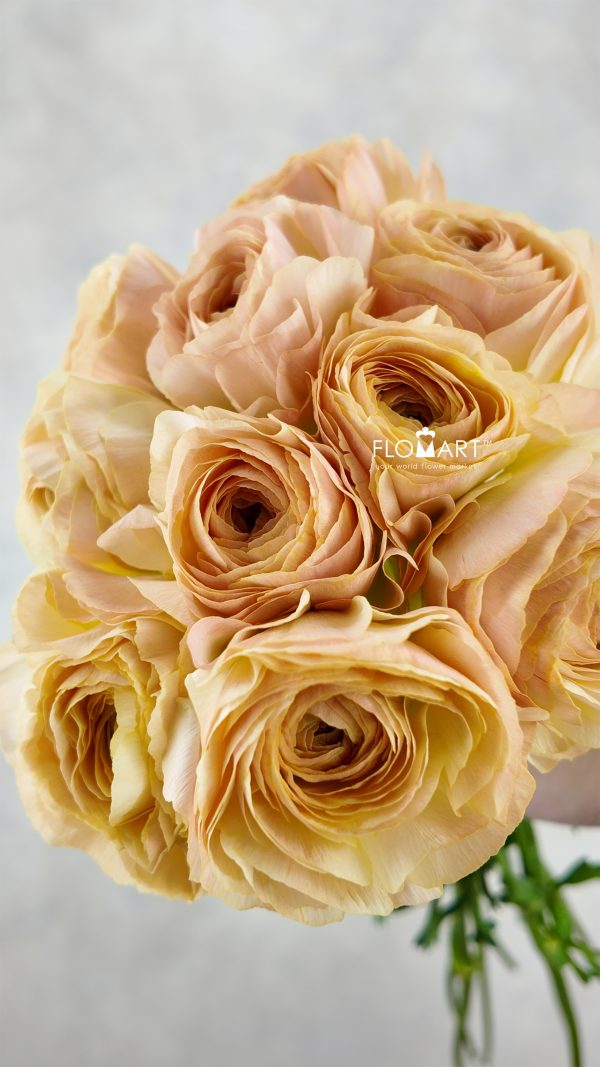 Ranunculus M Beige Select