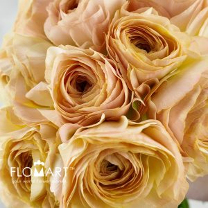 Ranunculus M Beige - Image 2