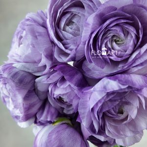 Ranunculus M Blue Select