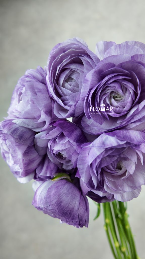 Ranunculus M Blue