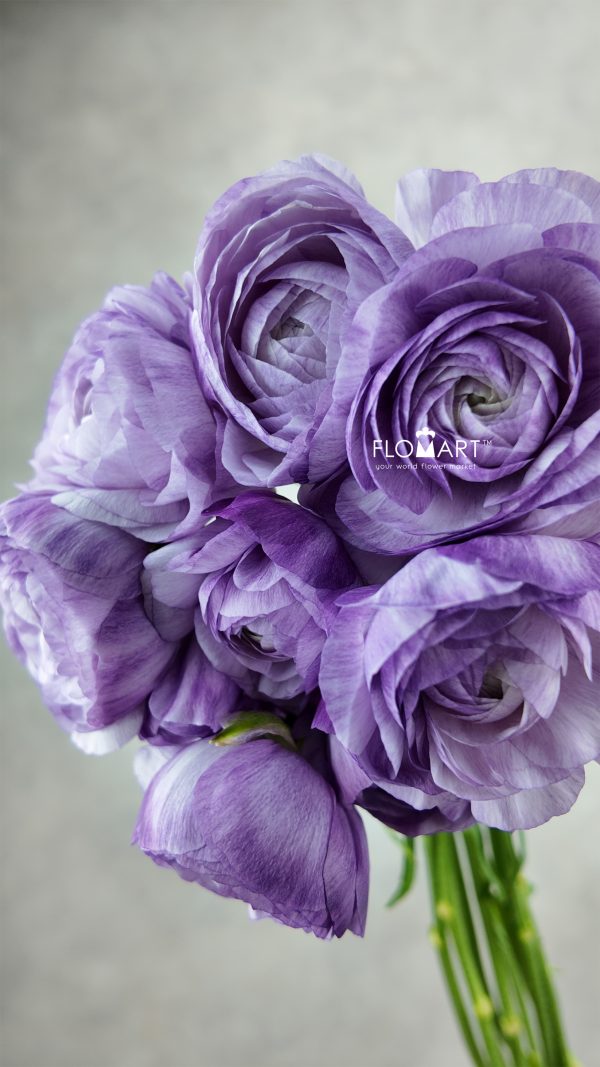 Ranunculus M Blue Select Ranunculus M Blue