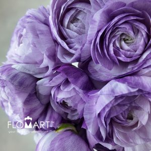Ranunculus M Blue - Image 2