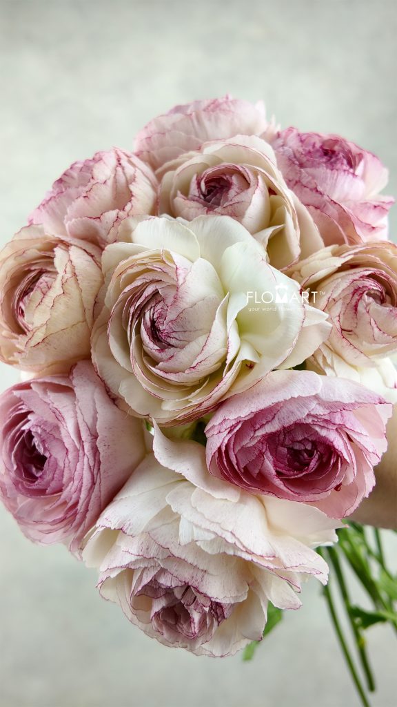 Ranunculus Orleans