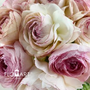 Ranunculus Orleans - Image 2