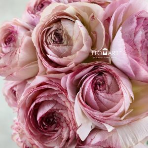 Ranunculus Orleans Super
