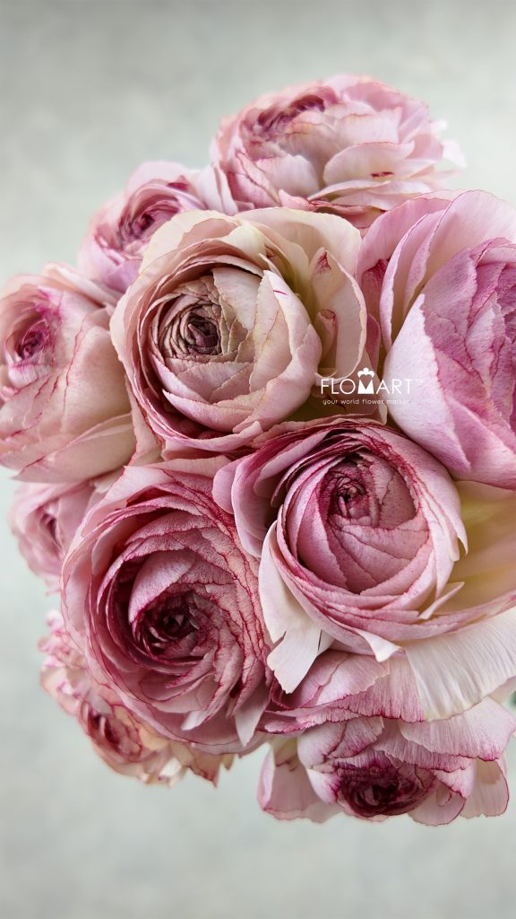 Ranunculus Orleans