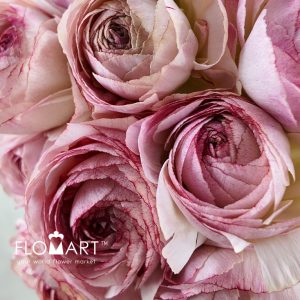 Ranunculus Orleans - Image 2