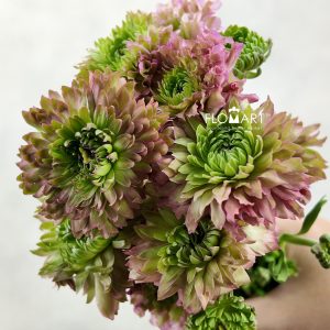 Ranunculus Pon Pon Green Pink