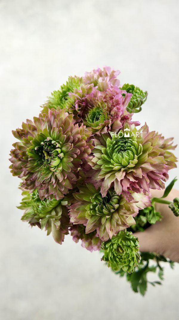 Ranunculus Pon Pon Green Pink
