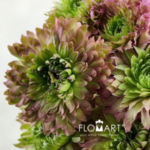 Ranunculus Pon Pon Green Pink - Image 2