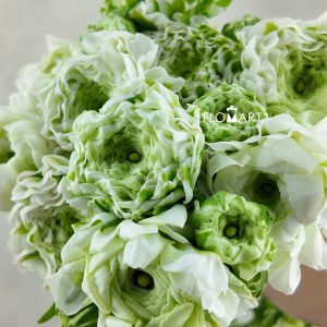 Ranunculus Pon Pon Igloo