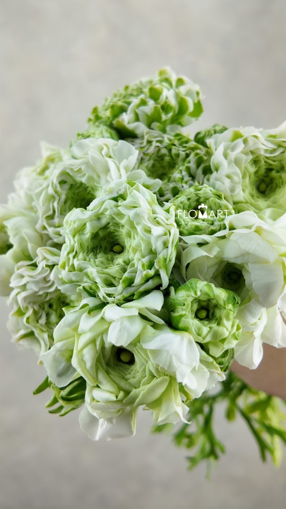 Ranunculus Pon Pon Igloo