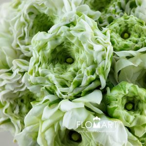 Ranunculus Pon Pon Igloo - Image 2